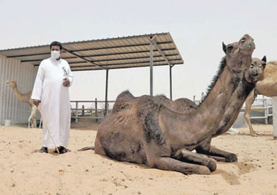 الكورونا - ارشيفية